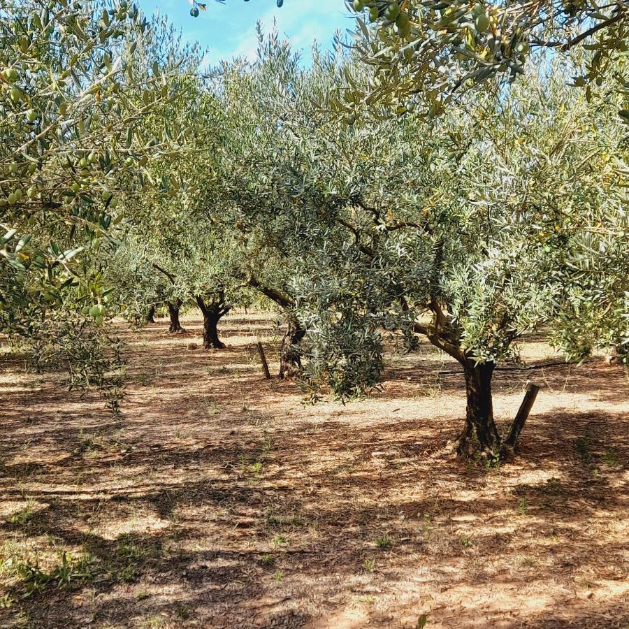 La Ferme Des Oliviers Villa Solliès-Pont Dış mekan fotoğraf